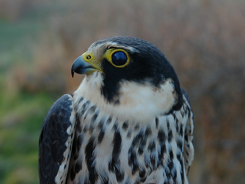 Eurasian Hobby, Sundre 20060506